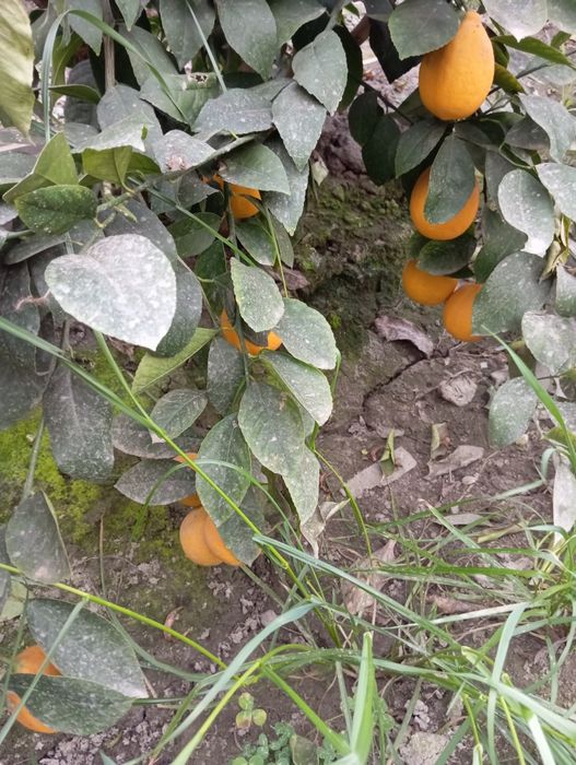 Limon kóchati sotiladi
