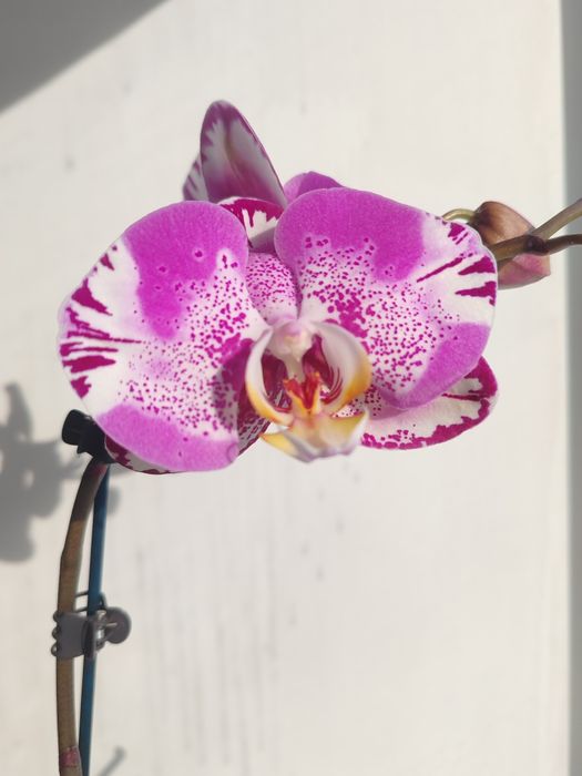 Орхидея фаленопсис