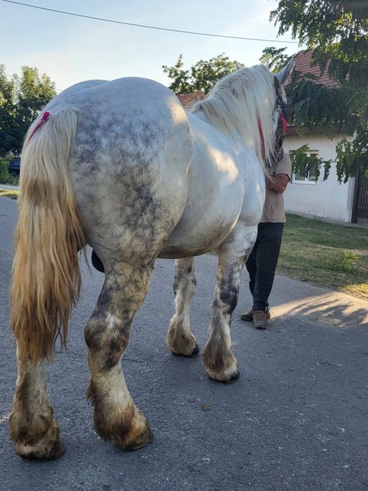 Vând sau schimb harmasar de 8 ani 173 la greben 800 greutate