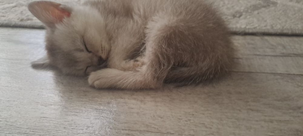 Mushuk bolalari sotiladi