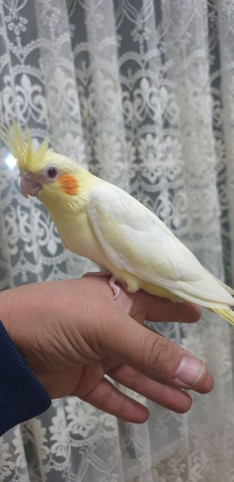 To'ti qushlar "Karella" sotiladi