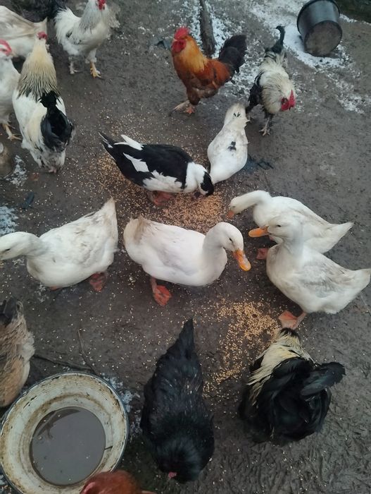 ,Găini,Rațe,Găște