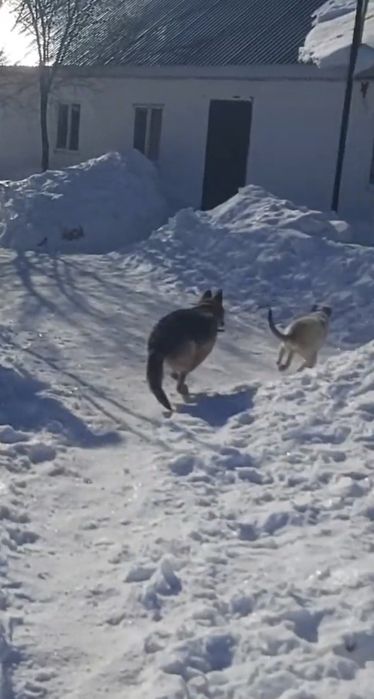 Немецкий овчарка