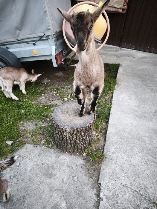 Capra și 2 ieduțe alpine de vanzare