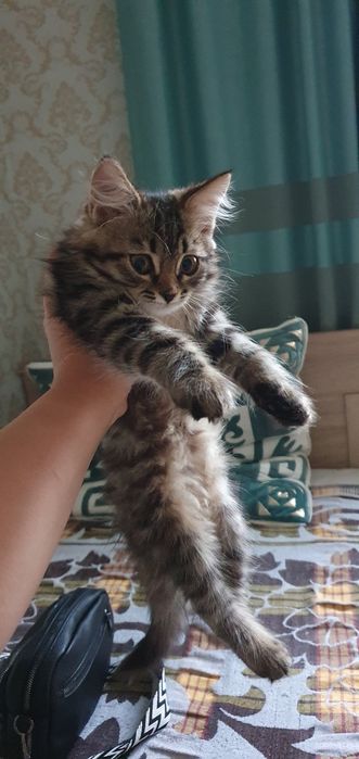 Пародистая кошка