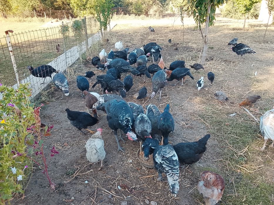 Продам продам продам