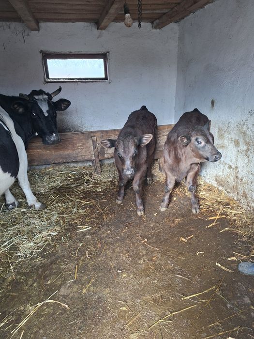 Vand vaca cu viteii langa ea