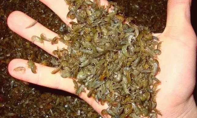 Бармаш (мормыш), рыболовная приманка