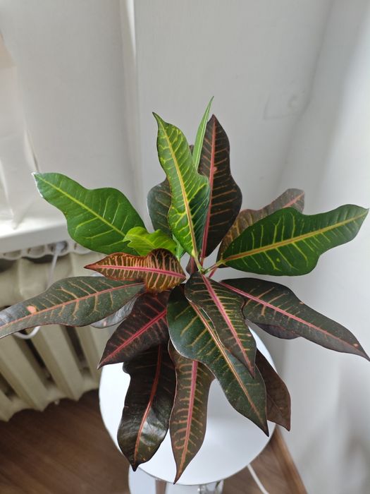 Кротон сорт Нервия