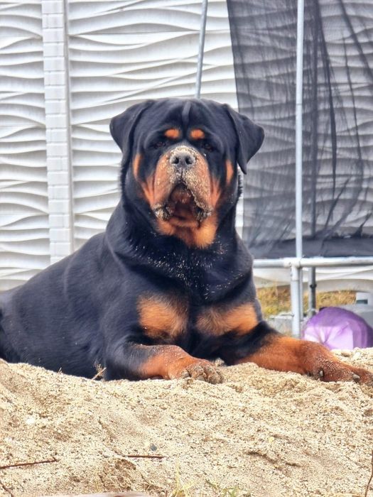 Pui Rottweiler cu pedigree