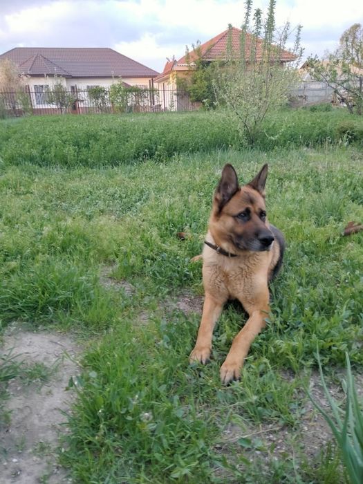 Вязка:Немецкая овчарка 2 года