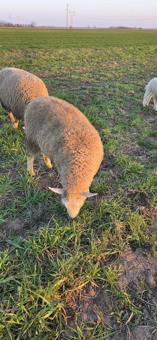 Mielute metis de texel si melinos