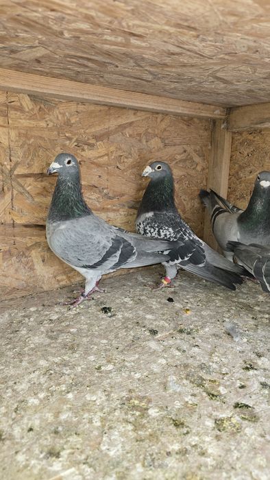 Vând porumbei voiajori