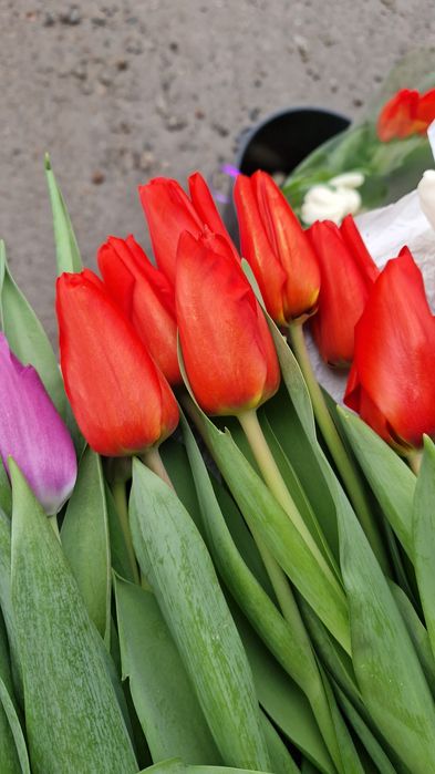 Тюльпаны Боралдай