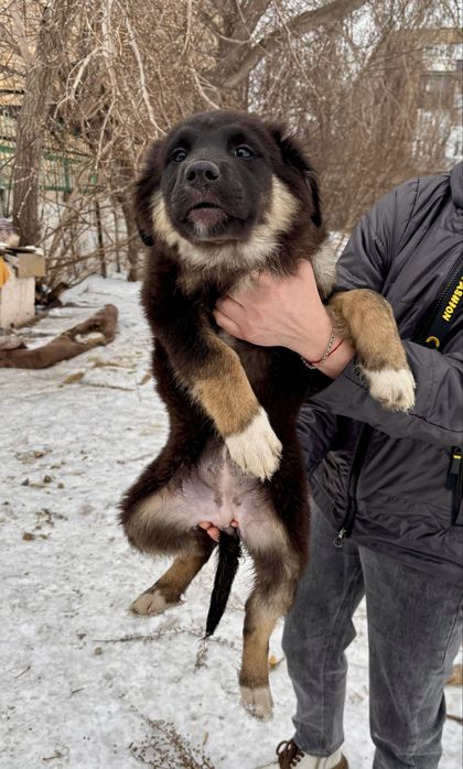 Отдадим щенят в добрые руки