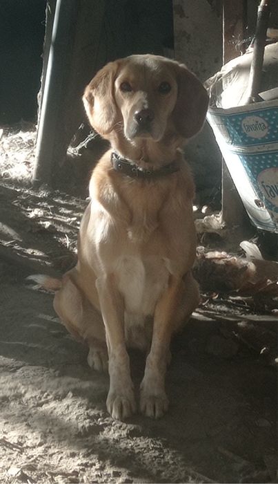 Пропала собака. Лабрадор