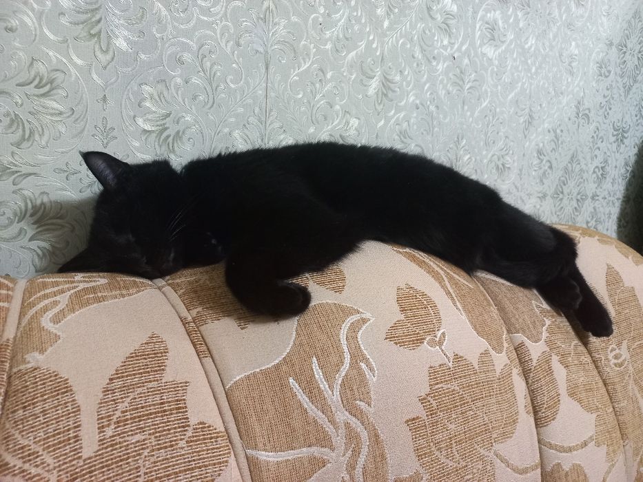 Кот в добрые руки