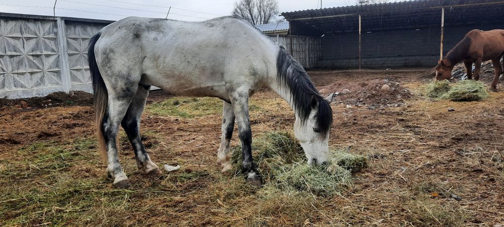 Осы жылқылар сатылады