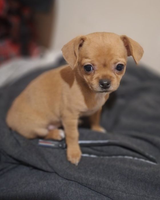 Мини чихуахуа,две момчета и две момичета.