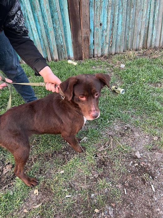 Лабрадор и хаска