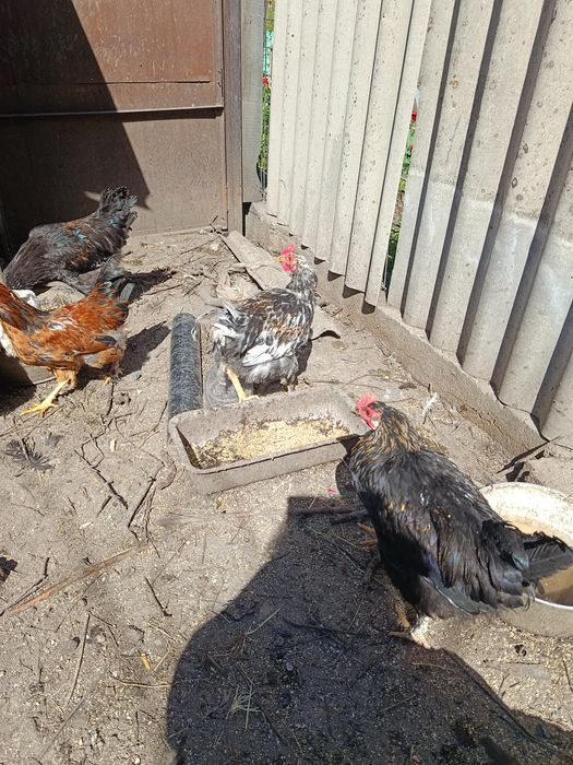 Продам молодых петухов