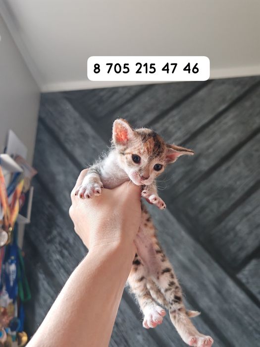 Котята сфинксы к брони