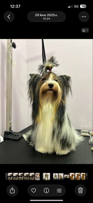 Biewer yorkie / Бивър