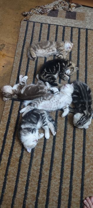 Продаются котята