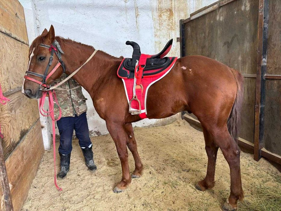 Продается лошадь Максимус