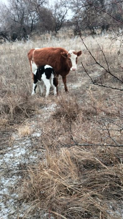 Қашар 2 жылдық бұзауымен