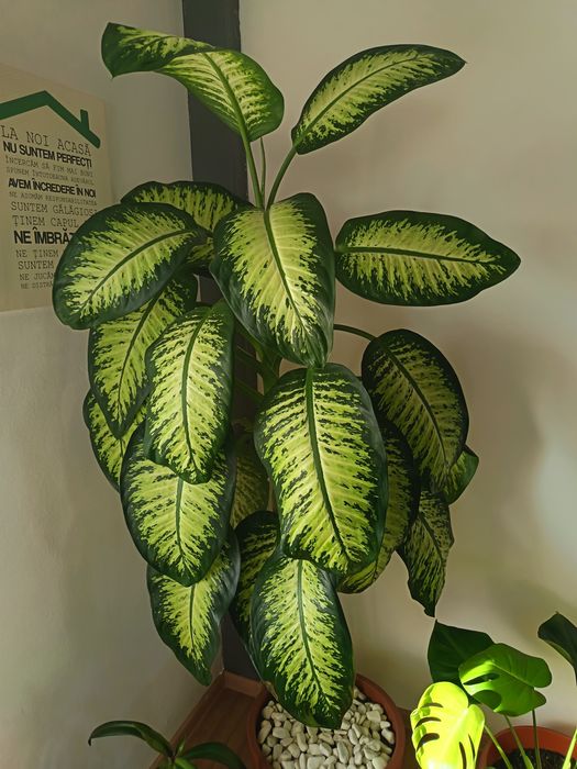 Vând floare apartament