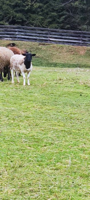 3 oi+ 1 berbec Dorper