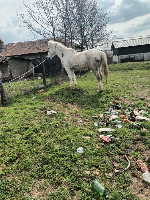 De vanzare  iapa cuminte, citeste anuntul