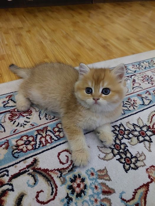Британ шиншилла мушукчалари!