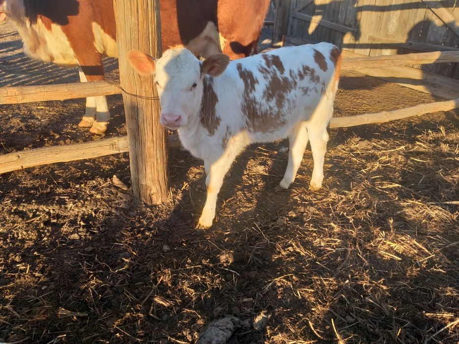 Сатам продам коров и тёлок.