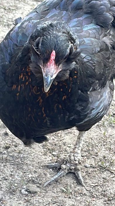 Vând cocoși și găini rasa araucana