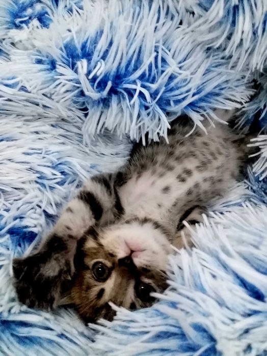 Отдам двух котиков.