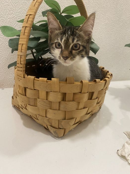 Продаем домашних котят,вакцинированые в надёжные, любищие руки