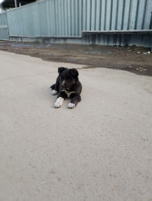 Күшік сатылады домашний күшік даланың күшігі емес!