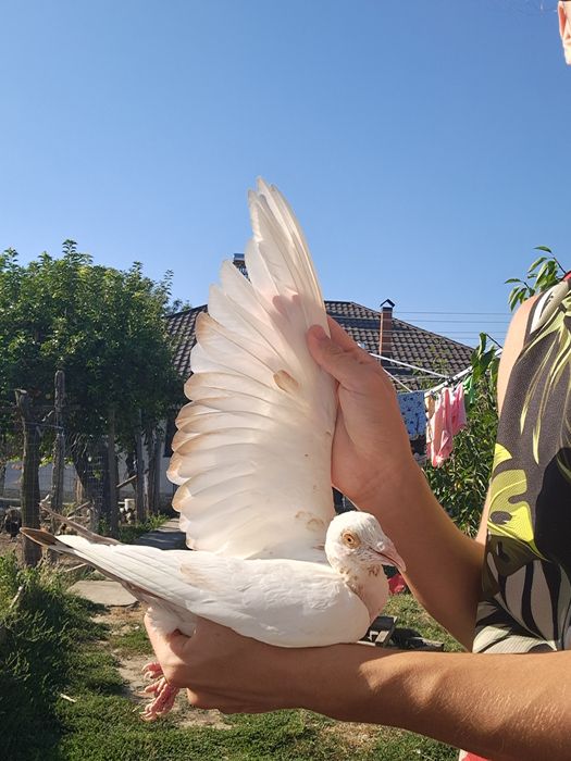 Porumbei Voiajori Masculi