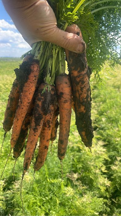 Morcov Natuna F1 si Baltimore F1