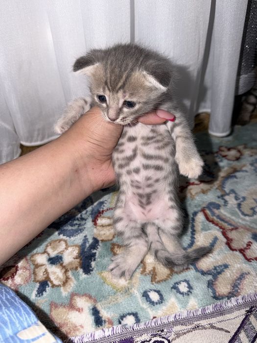 Котенок (девочка)