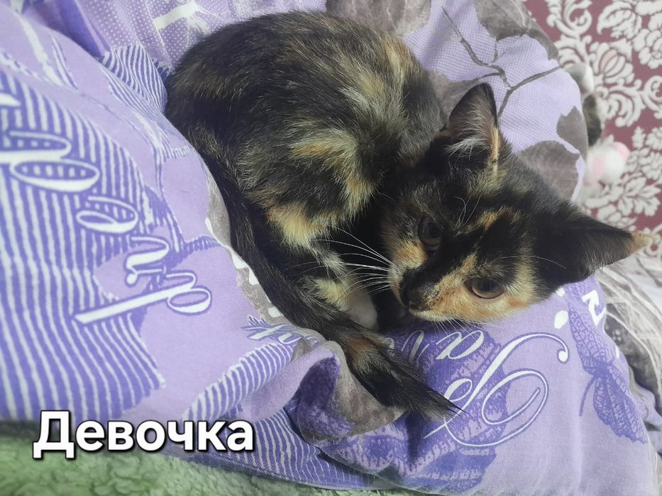 Отдам котят      .