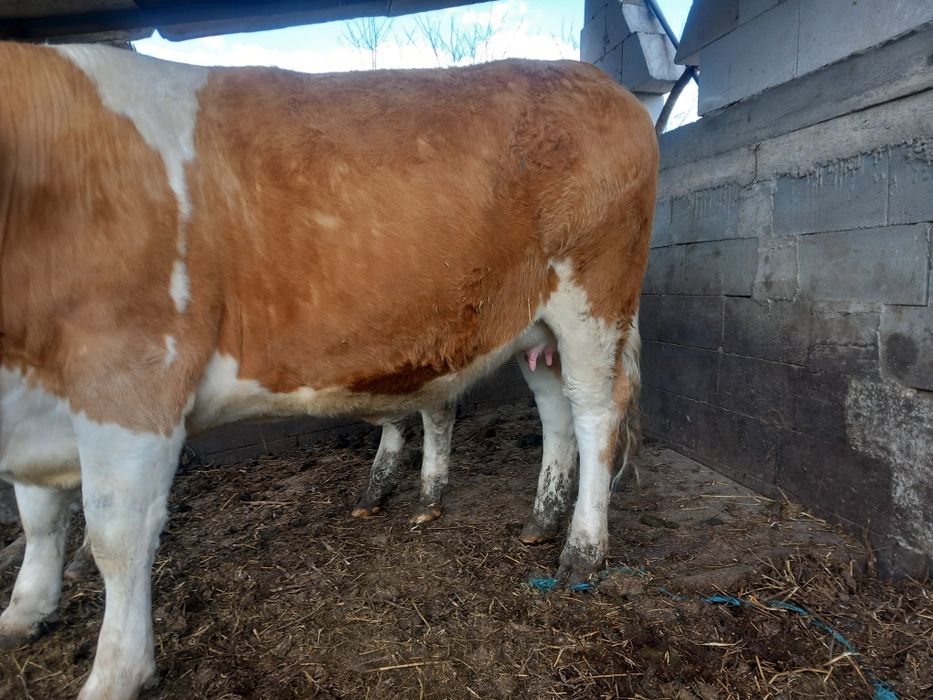 Vand 2 junici gestante