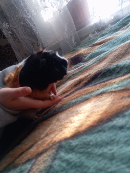 Продам морских свинок самка и самец