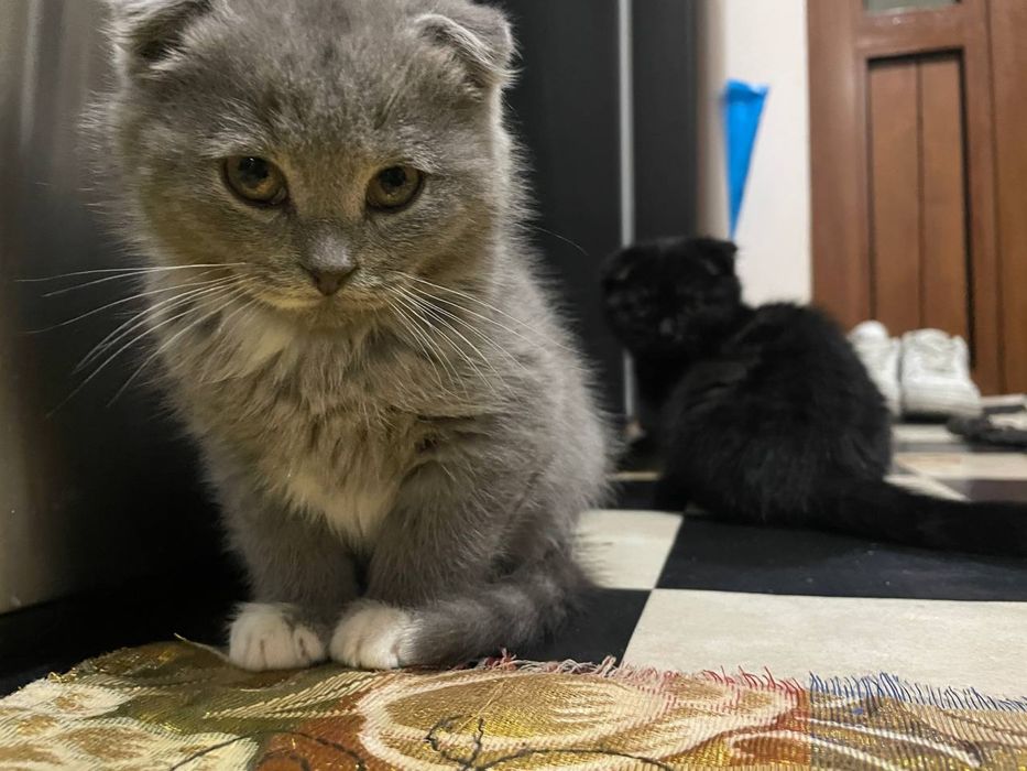 Скотиш фолд емланган