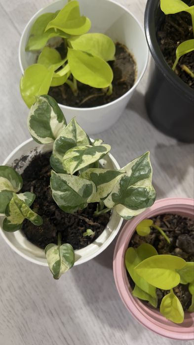 Продам лиану Энжой