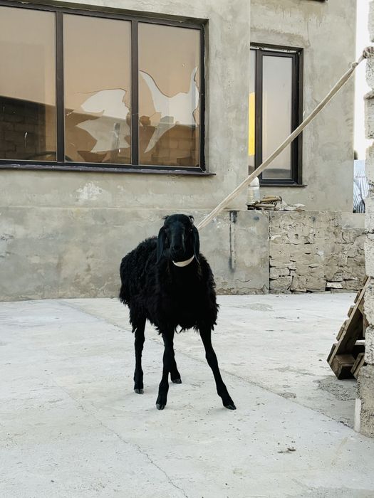 Қозы қошқар сатылады