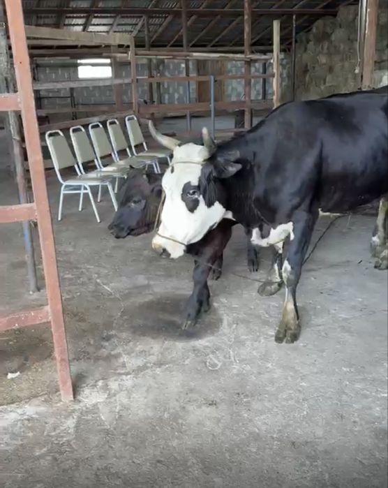 Продам коров 2 головы