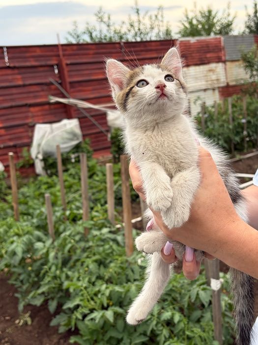 Отдам котят в хорошие руки